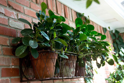 SG_Oct14_Peperomias-wall-planter