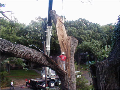Crane removing a large log. Note the limb on the left was lying on the house after high winds caused a split in the tree. Photo by Arborilogical Services.