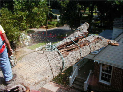 A split limb over a roof that required a rope tied in several spots to hold it together as it was removed. The two cables around the trunk came from a crane set up in the street to remove the limb safely. Photo by Arborilogical Services.