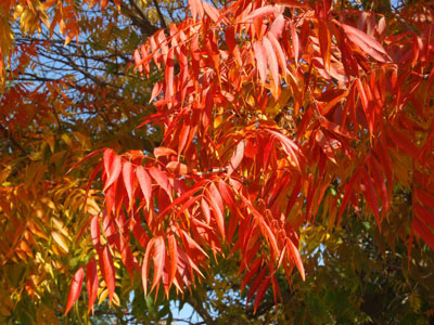 Chinese Pistache fall color. Photo by Bill Seaman.