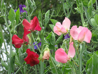 Enchanting, ruffled, fragrant sweet peas have been cultivated by gardeners for centuries.