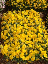 'ColorMax Clear Yellow'.