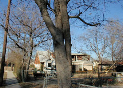 Co-dominant trunks, as shown with this hackberry, are not structurally sound and are subject to splitting in high winds and storms. All photos courtesy of Arborilogical Services.