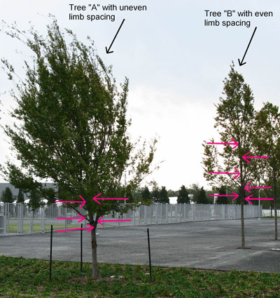 Tree “B” has branches evenly spaced along the main trunk, which will result in a structurally superior tree as it matures. Tree “A” has branches that will interfere with each other as the tree grows.