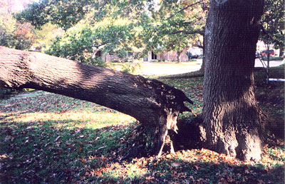 Multi-trunked trees may have root systems that are compromised by competing roots and may not be able to support or anchor the trunk they serve.