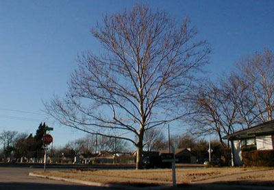 Trees with an “excurrent” form have a single leader trunk and branches with strong attachments.