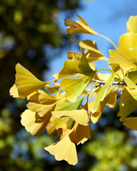 Fall foliage of Ginkgo ‘Autumn Gold’, Neil’s favorite landscape tree for fall color.