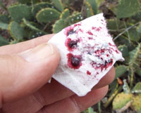 NS-Dec14-cochineal-insects-crushed