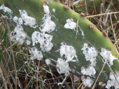 Fluffy white cochineal insects on a prickly pear pad turn bright purple when crushed on a napkin.