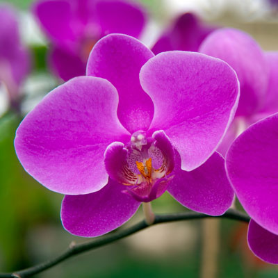 Phalaenopsis-orchid-nov-2014