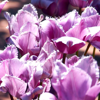 Purple-tulips-nov-2014