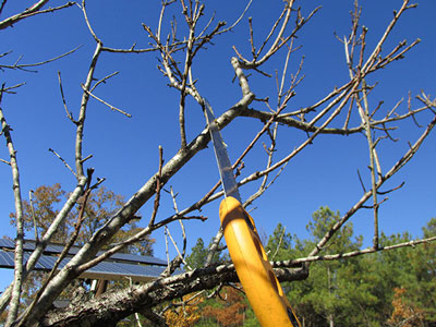 Heading back larger branches will require a fine-toothed handsaw.
