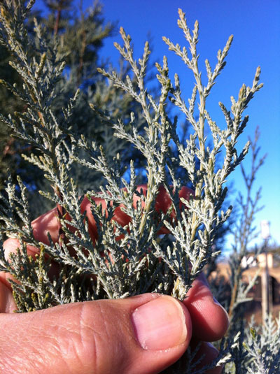 The silvery foliage of alligator juniper has a refreshing citrus-conifer scent.  Photos courtesy of Steven Chamblee.