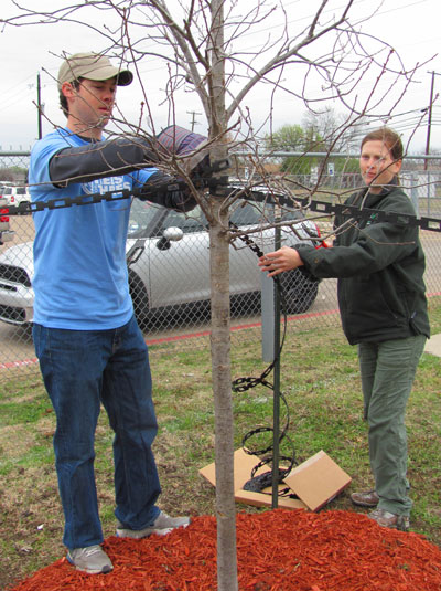 Proper tree staking will support a newly planted tree until the young root system becomes established.