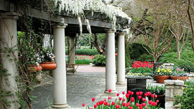 Shown here are wisteria and tulips blooming around the DeGolyer Pergola at the Dallas Arboretum. Dallas Blooms opens at the Arboretum this week, bringing with it more than 500,000 spring-blooming bulbs, plus azaleas and trees  bursting into bloom. This year’s theme, “Deep in the Heart of Texans,” brings visitors life-sized Texas-themed topiaries, plus the traditional entertainment, food and special activities of this beautiful festival. Find links in the Dallas section of the calendar below.