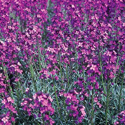 Known for its drought tolerance and hardiness, ‘Bowles Mauve’ wallflower has been a Texas favorite for year. Photo by Heritage Perennials.