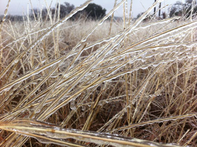 Ice-covered grasses at Chamblee Meadows.
