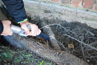 Once exposed, large conflicting roots can be severed using traditional pruning tools. Clean cuts promote healing and reduce the likelihood of decay.