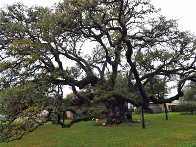 The third largest live oak in Texas --The Columbus Oak -- is, in the author’s opinion, easily the most beautiful of the top three. (I don’t dislike the others; they are majestic as well. I just think this one is prettier.)