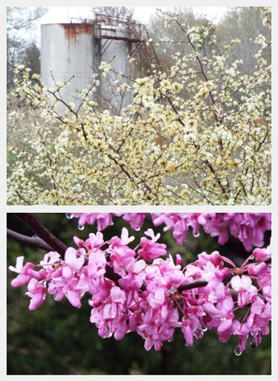 Early spring flowers of Mexican plum and redbud (Cercis canadensis).