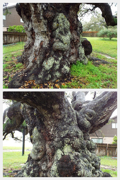 Two sides of the gargantuan trunk of The Columbus Oak.