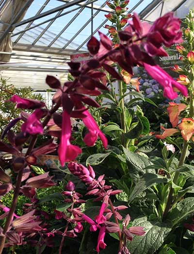 Salvia hybrida ‘Love and Wishes’.