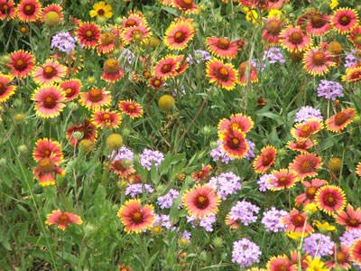 NS_May15_Indian-Blanket