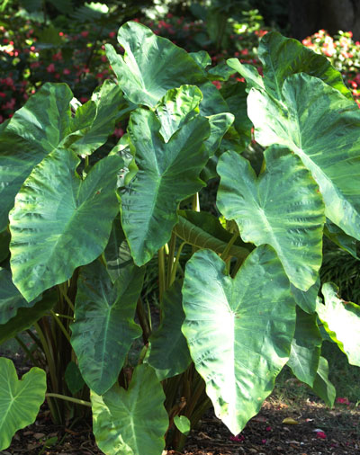 PM_May15_Colocasia-Morning-Dew