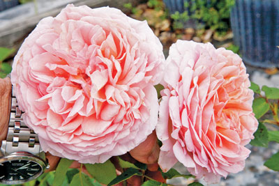 David Austin’s ‘Abraham Darby’. Photo courtesy of Mike Shoup.