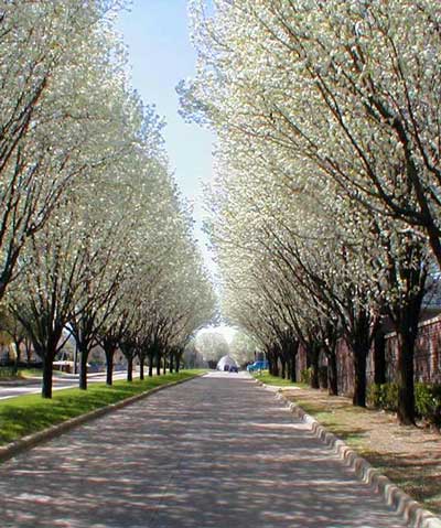 A monoculture of Bradford pears is magnificent in bloom, but possibly an invitation to problems down the line. Photos by Bill Seaman except where otherwise noted.