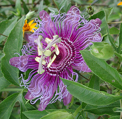 Passion vines (Passiflora) come in hundreds of varieties. This purple Texas native displays the unique “crown of thorns” corona, long associated with the Passion of Christ. Photos by Mary Wilhite.