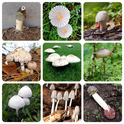 Mushrooms-Panel_2