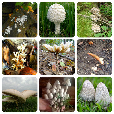 Mushrooms-Panel_3