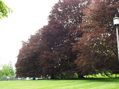 NS_Jun15_Purple-European-Beech-Trees