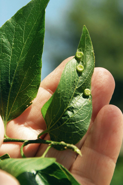 Close-up of hackberry nipple gall
