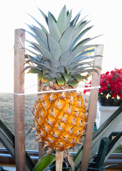 Pineapple-before-cutting-5-18-15