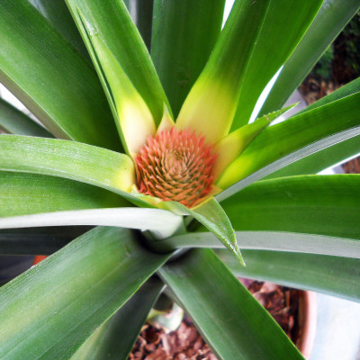 Pineapple-top-starting-to-flower-5-18-15