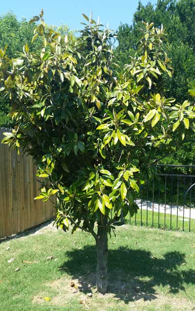 Q10_Jun15_Magnolia-tree