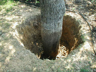 Excessive amounts of soil placed around the base of a tree may cause its loss.