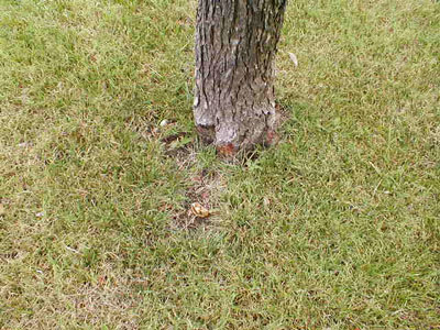 A tree with no root flare showing is cause for concern. Photos courtesy of Arborilogical Services.
