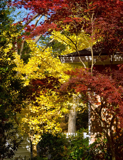 Ginkgo-fall-color-Sperry-house10-2-15