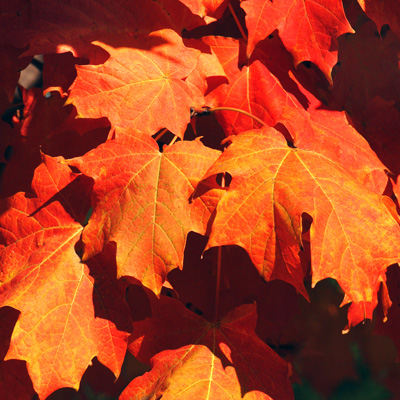Shantung-maples-fall-color-10-2-15