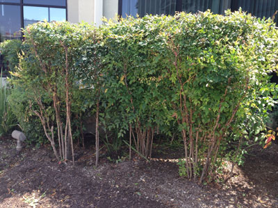 Improperly pruned nandinas trimmed only at their tops by commercial landscapers.