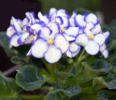 African violet has been growing successfully in a Lechuza self-watering pot for more than two years.