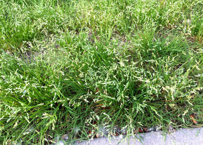 This is an unusually bad stand of annual bluegrass in a lawn. There is no control for it once it is growing. Apply a pre-emergent to stop the next generation. Timing is critical: first week of September.