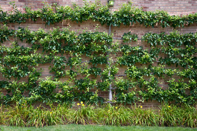 Even fruit trees can be trained to grow flat against walls.