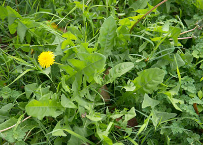 Obviously not grasses, these bold broadleafed weeds can be controlled with a herbicide spray containing 2,4-D.