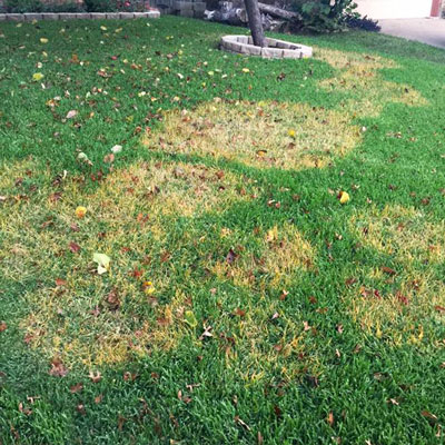 Round patches with yellowed or brown grass blades are typical of fall attacks of brown patch.