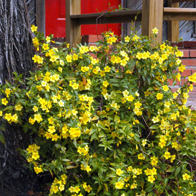 Carolina jessamine is a refined, evergreen vine suited to sun or shade.