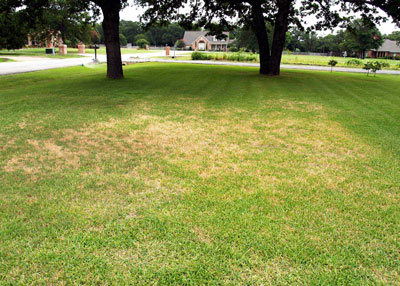 Chinch bug damage in St. Augustine turf in summer.